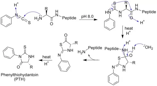 The principle of Edman degradation